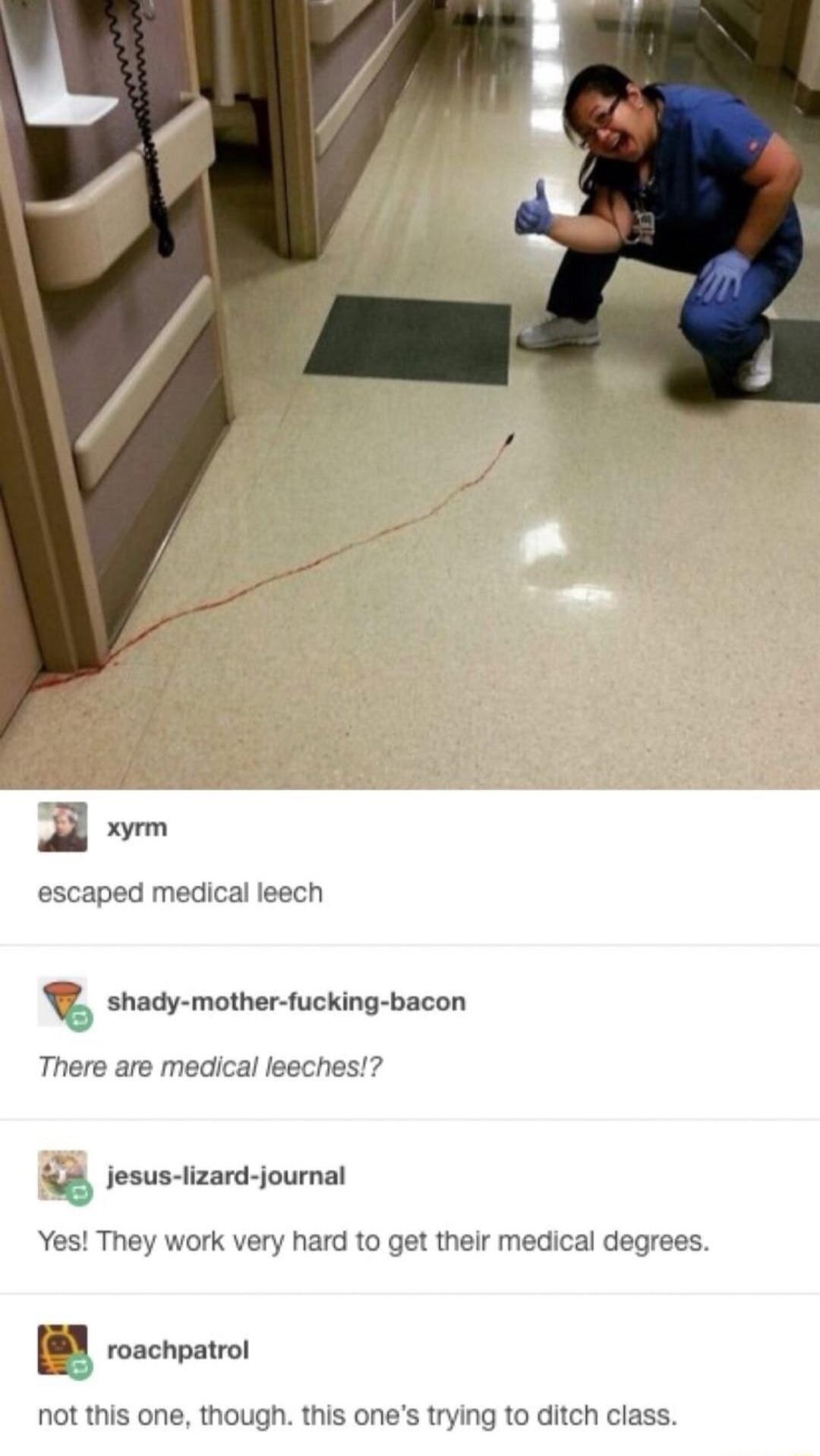 escaped medical leech shady mother fucking bacon There are medical leeches 8 lesus lizard journal Yes They work very hard to get their medical degrees Lg roachpatrol not this one though this ones trying to ditch class