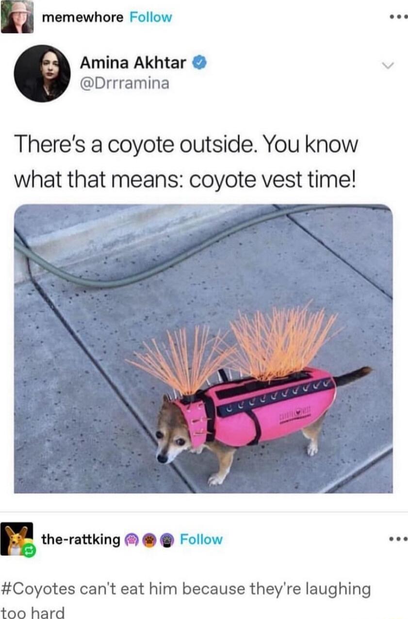 Ml memewhore Follow Amina Akhtar Drrramina Theres a coyote outside You know what that means coyote vest time r the rattking Follow Coyotes cant eat him because theyre laughing too hard