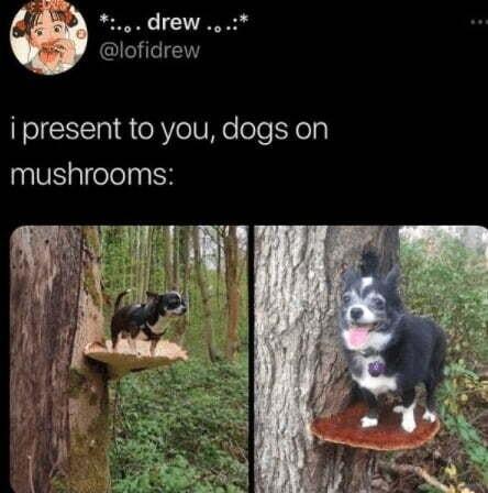 7 drew lofidrew i present to you dogs on mushrooms