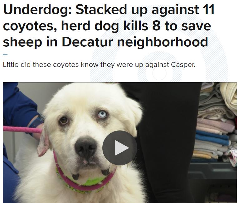 Underdog Stacked up against 11 coyotes herd dog kills 8 to save sheep in Decatur neighborhood Little did these coyotes know they were up agalnst Casper