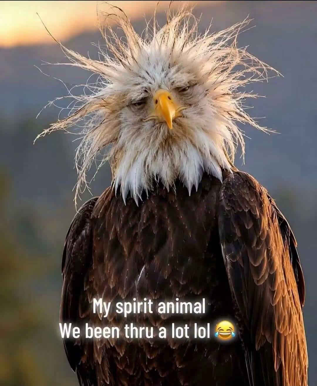My spirit animal We been thru a lot lol 😂