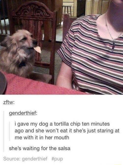 zftw genderthief i gave my dog a tortilla chip ten minutes ago and she wont eat it shes just staring at me with it in her mouth shes waiting for the salsa