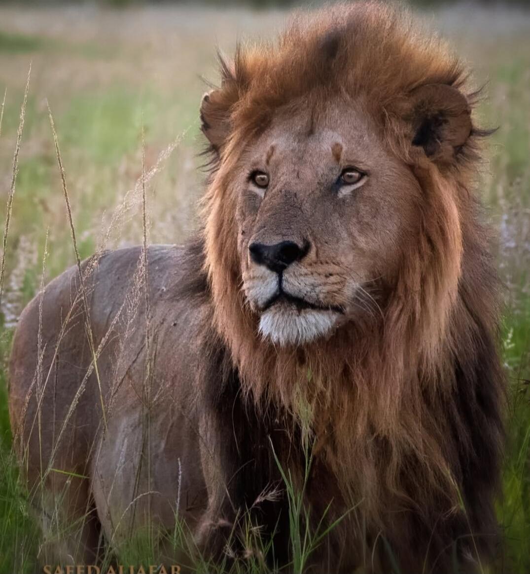 A male lion resting in tall grass.