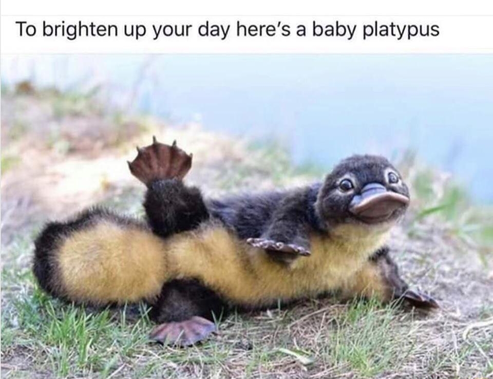 To brighten up your day heres a baby platypus