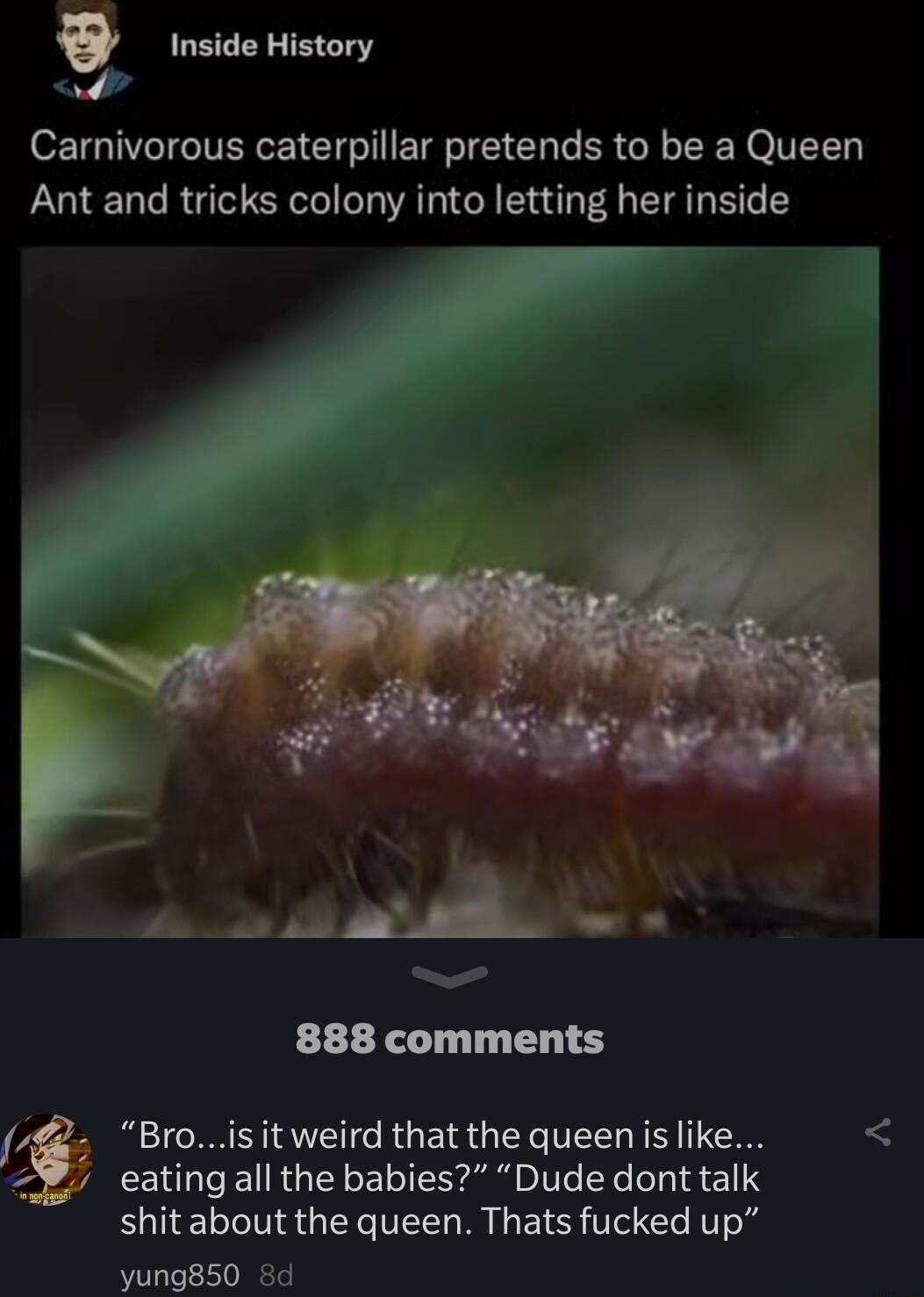 9 LECTETENEY B 4 Carnivorous caterpillar pretends to be a Queen Ant and tricks colony into letting her inside R 888 comments e Brois it weird that the queen is like eatingall the babies Dude dont talk shit about the queen Thats fucked up yung850 8d
