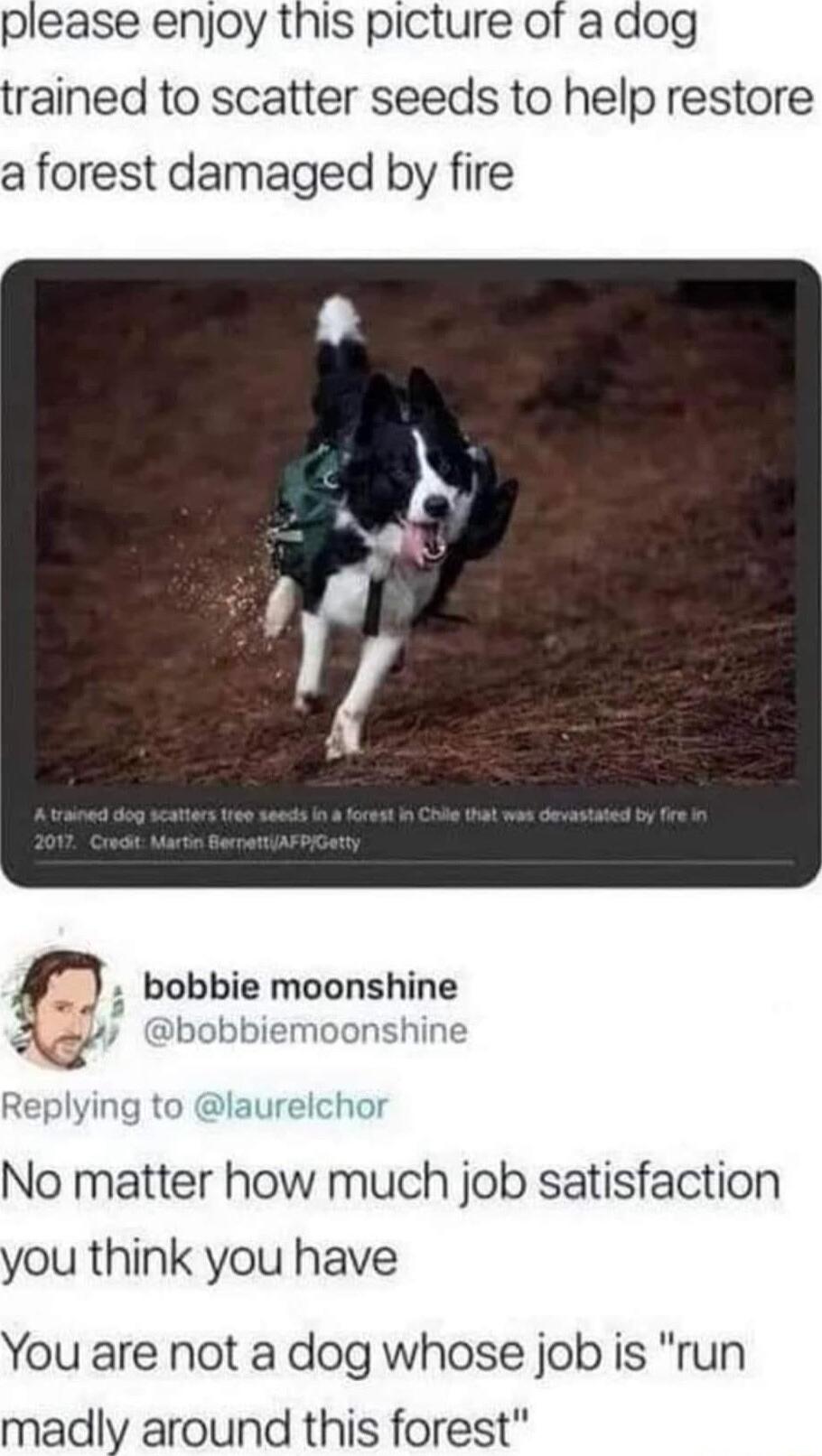 please enjoy this picture of a dog trained to scatter seeds to help restore a forest damaged by fire bobbie moonshine y bobbiemoonshine No matter how much job satisfaction you think you have You are not a dog whose job is run madly around this forest