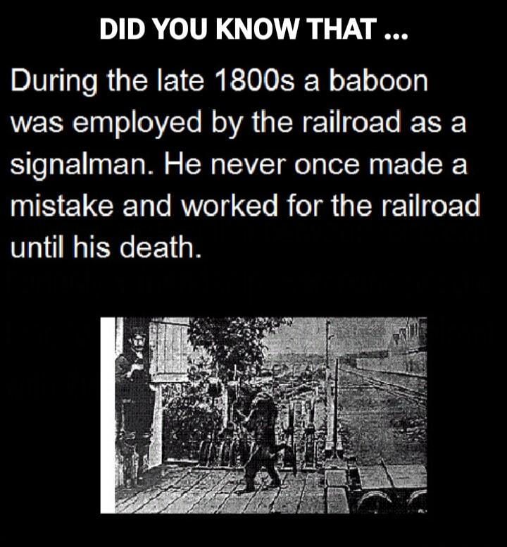 DID YOU KNOW THAT ... During the late 1800s a baboon was employed by the railroad as a signalman. He never once made a mistake and worked for the railroad until his death.
