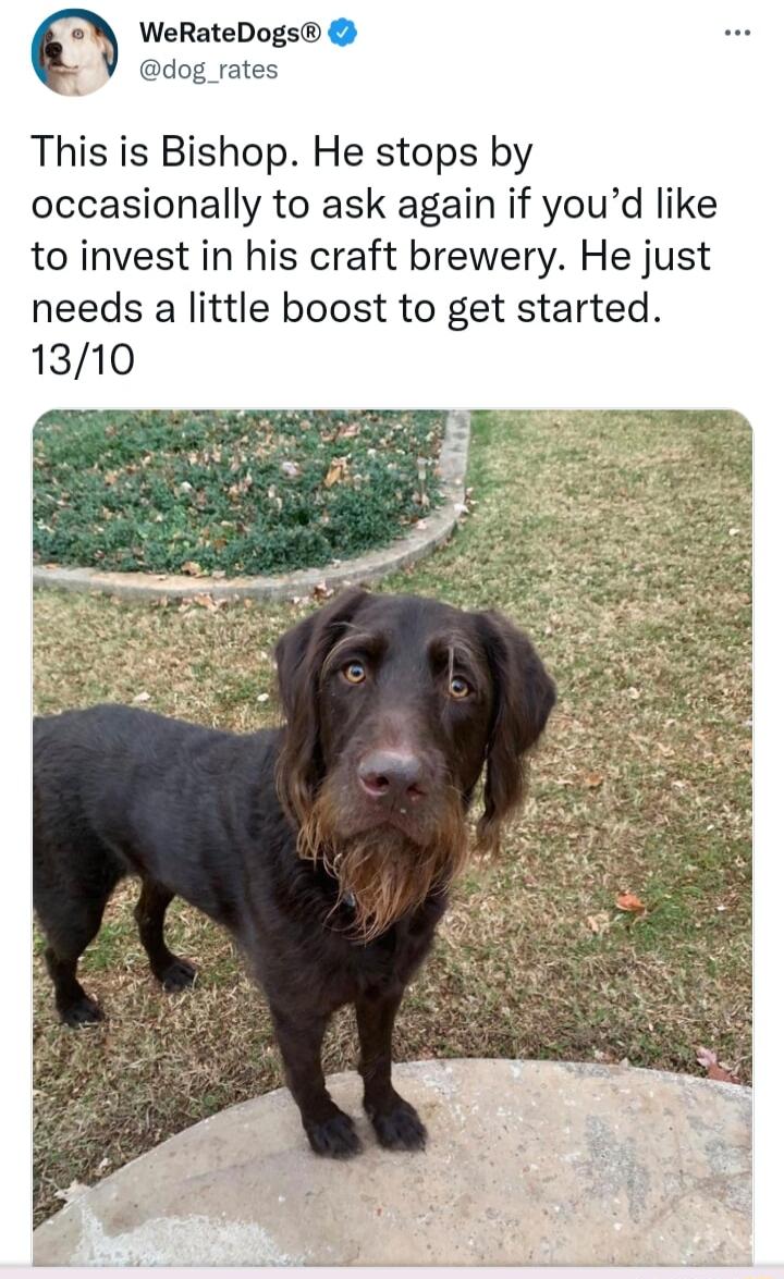 W WeRateDogs dog _rates This is Bishop He stops by occasionally to ask again if youd like to invest in his craft brewery He just needs a little boost to get started 1310
