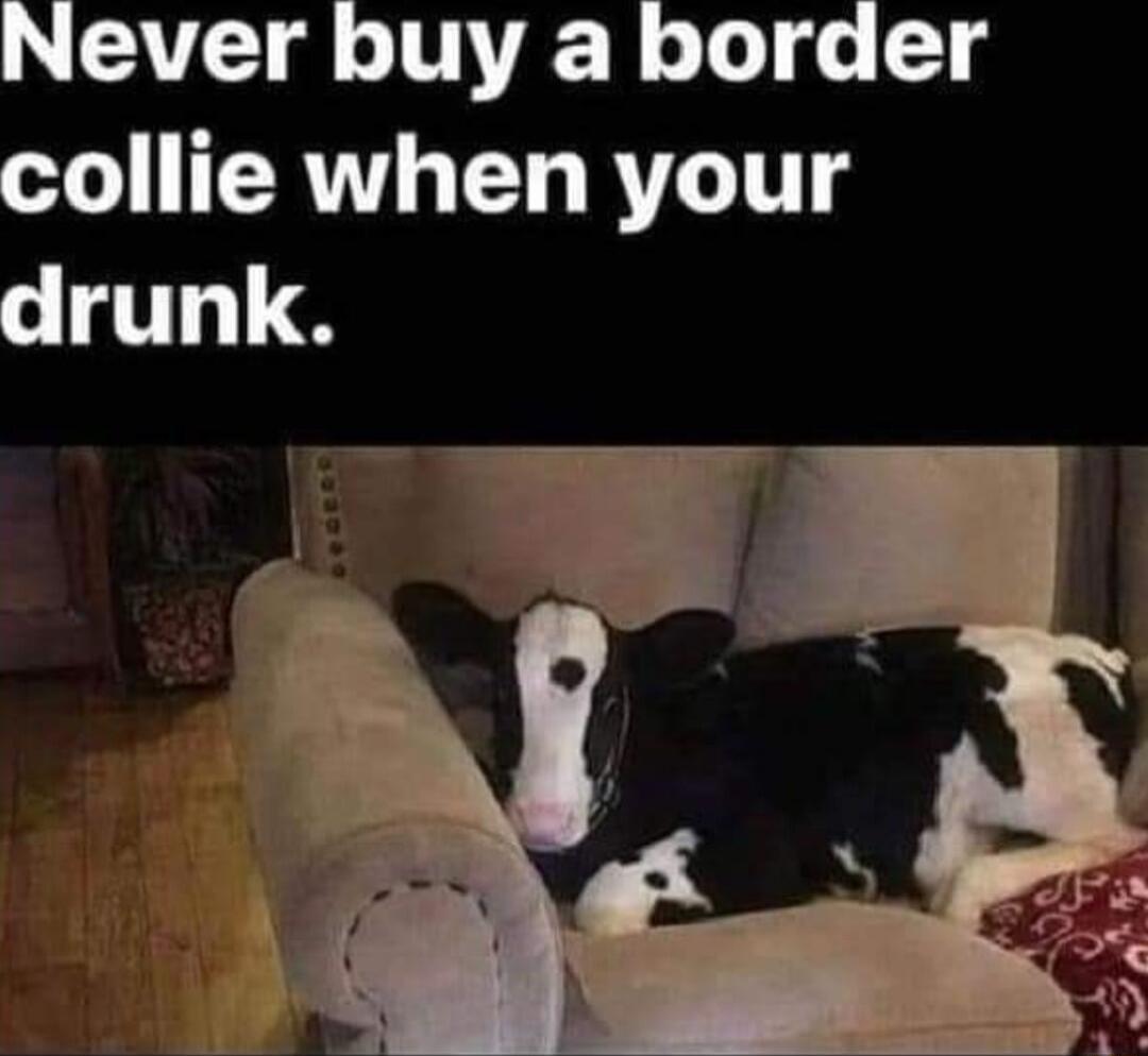 Never buy a border ERT T BT drunk