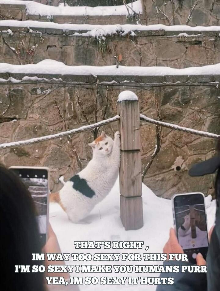 THAT'S RIGHT, IM WAY TOO SEXY FOR THIS FUR I'M SO SEXY I MAKE YOU HUMANS PURR YEA, IM SO SEXY IT HURTS