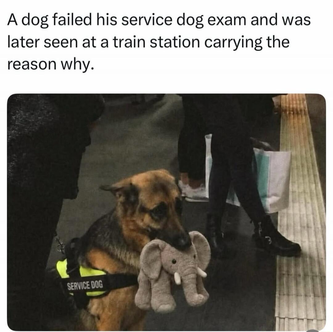 A dog failed his service dog exam and was later seen at a train station carrying the reason why. SERVICE DOG