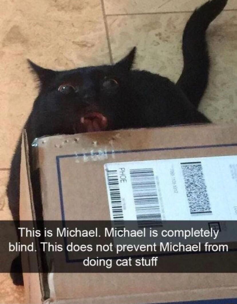 LSS EC R T EETRER T o S E Y blind This does not prevent Michael from doing cat stuff