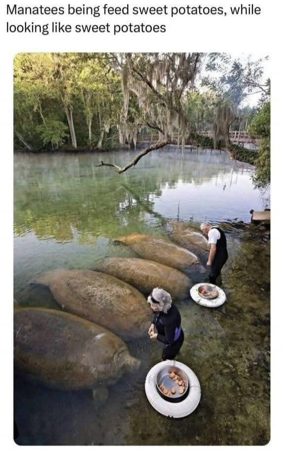 Manatees being feed sweet potatoes, while looking like sweet potatoes