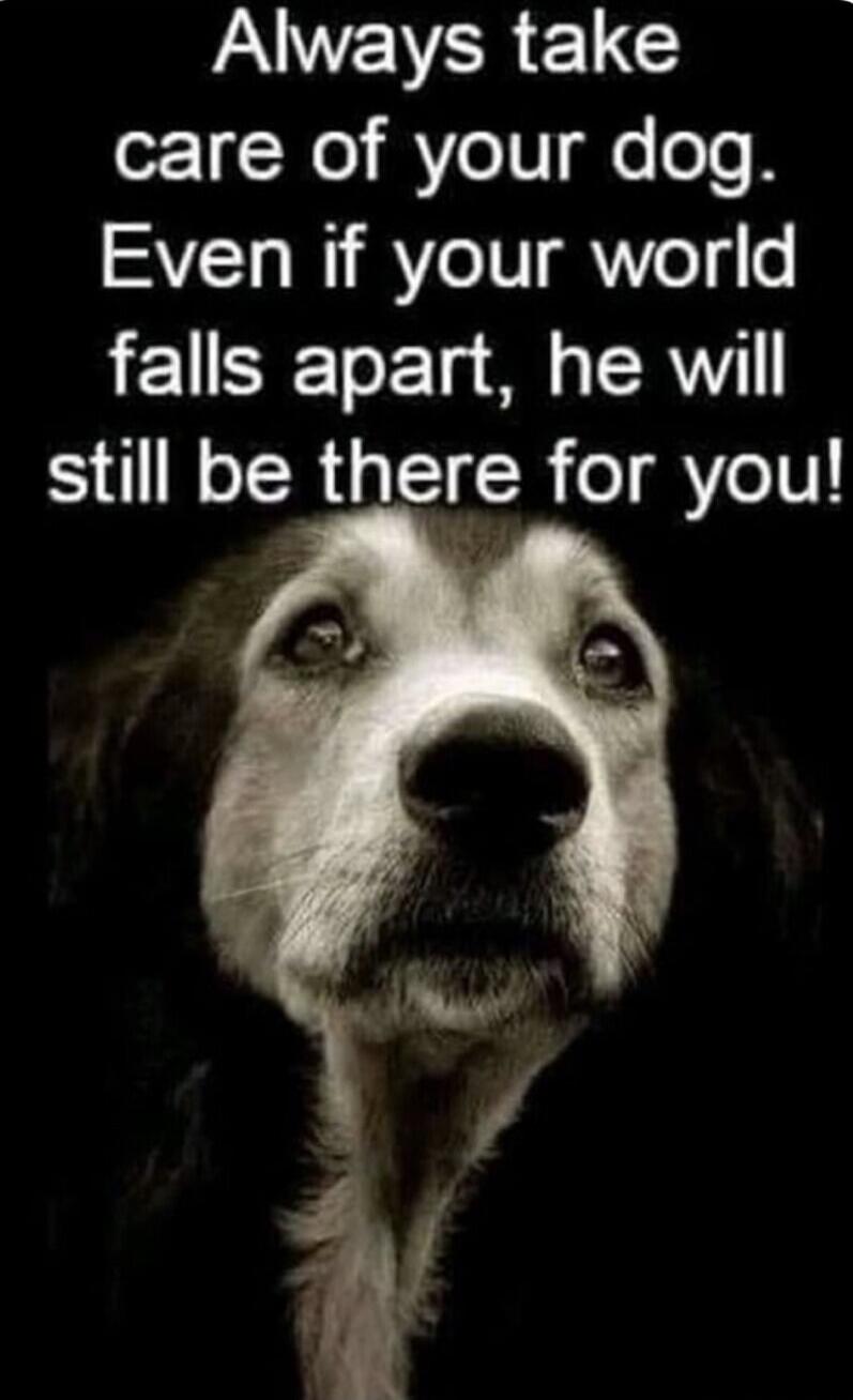 Always take care of your dog. Even if your world falls apart, he will still be there for you!