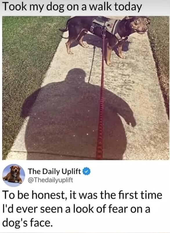 Took my dog on a walk today. The Daily Uplift. To be honest, it was the first time I'd ever seen a look of fear on a dog's face.