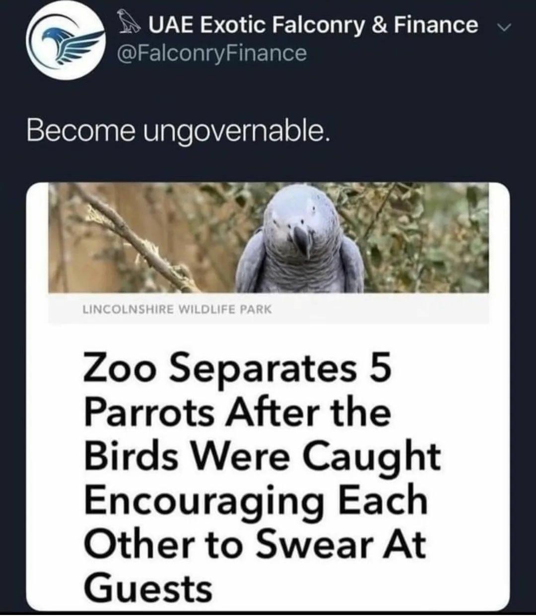 UAE Exotic Falconry Finance FalconryFinance Become ungovernable Zoo Separates 5 Parrots After the Birds Were Caught Encouraging Each Other to Swear At Guests