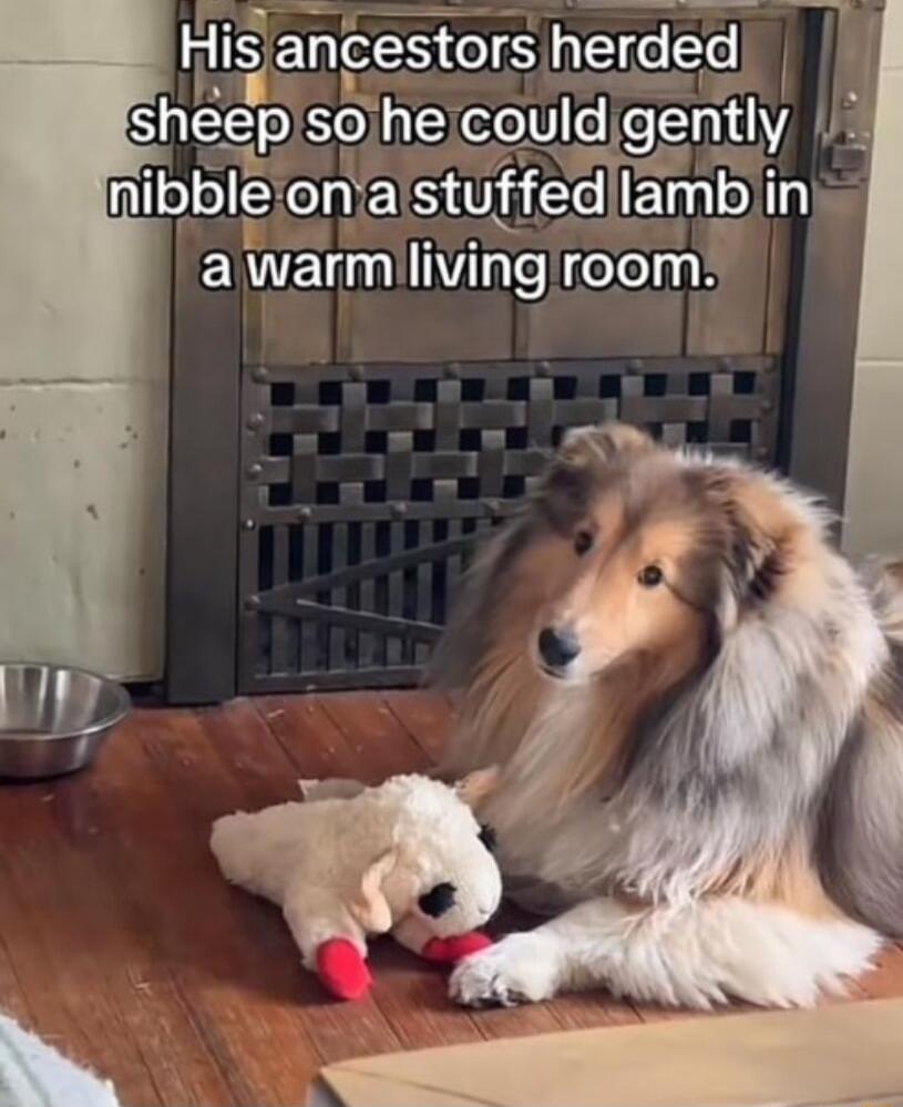 Hls ancestors hv sheep Solil3 couldggenty nibbleonia stuffed lambin EWVEL Ilvmg room