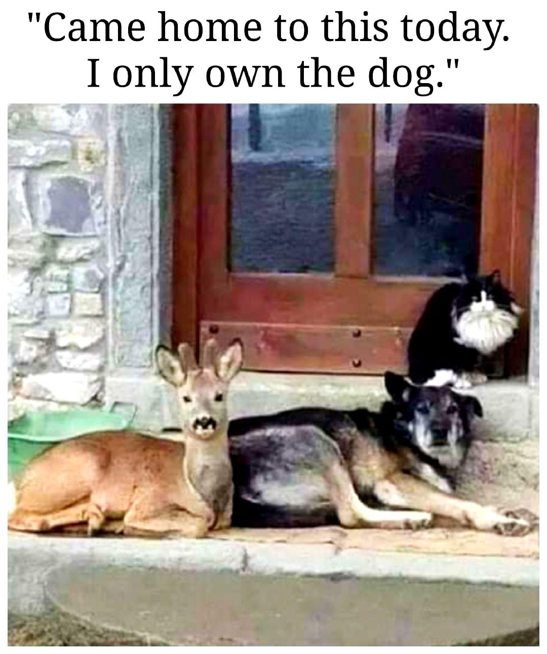 Came home to this today I only own the dog