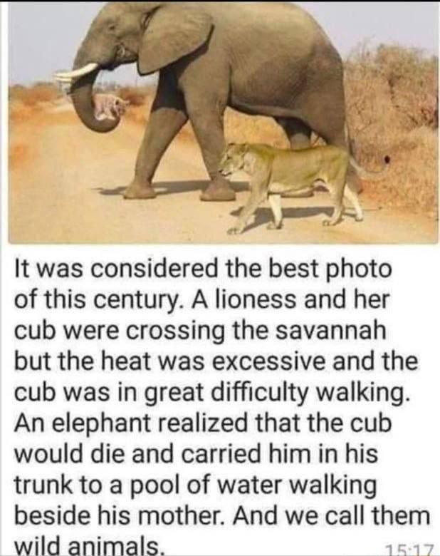 It was considered the best photo of this century A lioness and her cub were crossing the savannah but the heat was excessive and the cub was in great difficulty walking An elephant realized that the cub would die and carried him in his trunk to a pool of water walking beside his mother And we call them wild animals 1617
