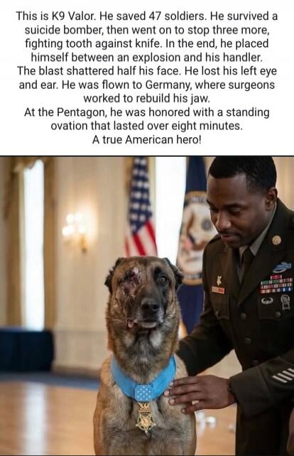 This is K9 Valor. He saved 47 soldiers. He survived a suicide bomber, then went on to stop three more, fighting tooth against knife. In the end, he placed himself between an explosion and his handler. The blast shattered half his face. He lost his left eye and ear. He was flown to Germany, where surgeons worked to rebuild his jaw. At the Pentagon, 