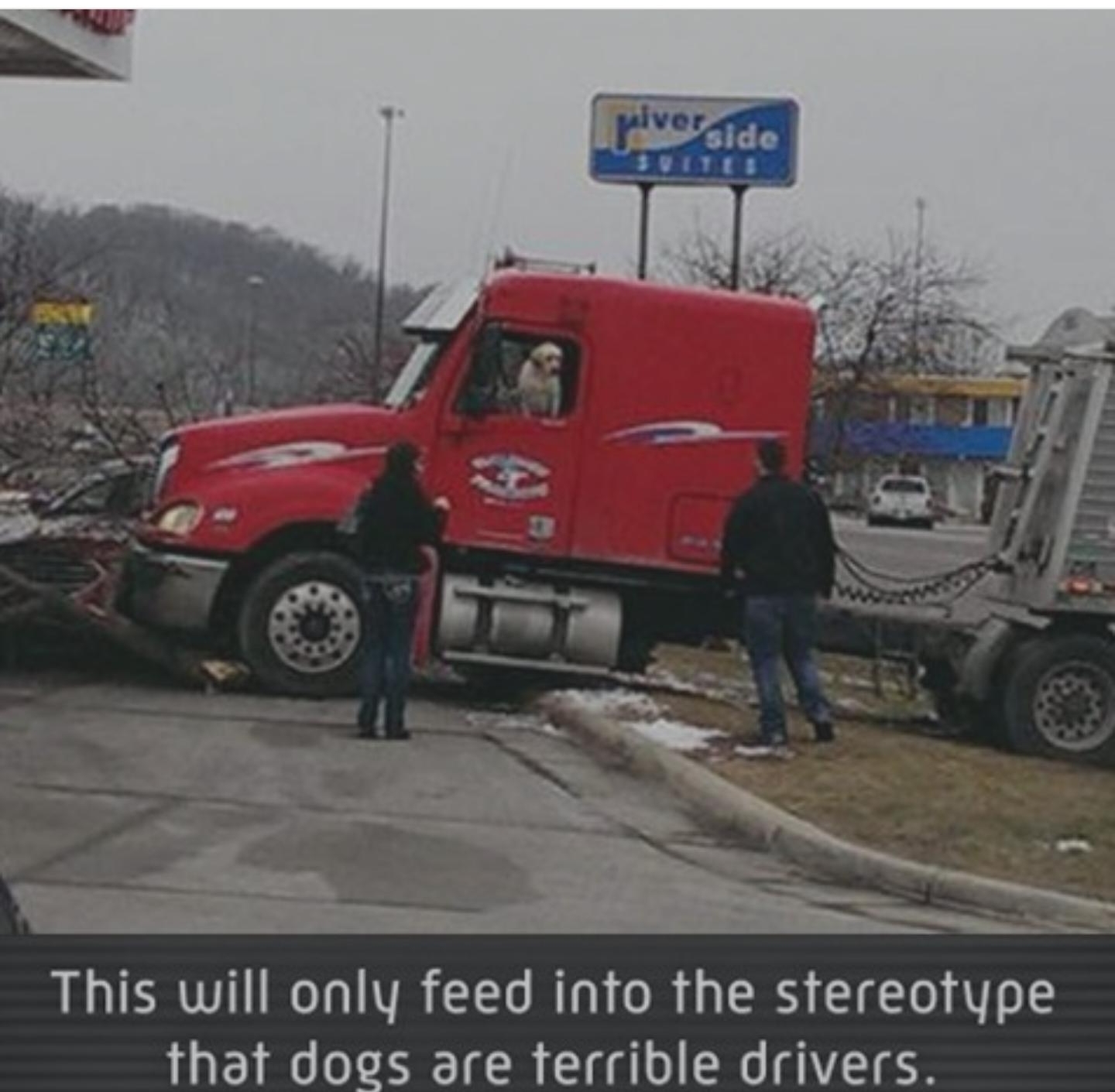 Ths will onlu feed mto the stereotupe that dogs are terrible drivers