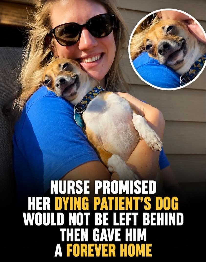 Nurse promised her dying patient's dog would not be left behind then gave him a forever home.