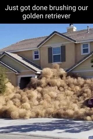 NIVE Qelo de o LN o1 VI T aTe Kollg golden retriever