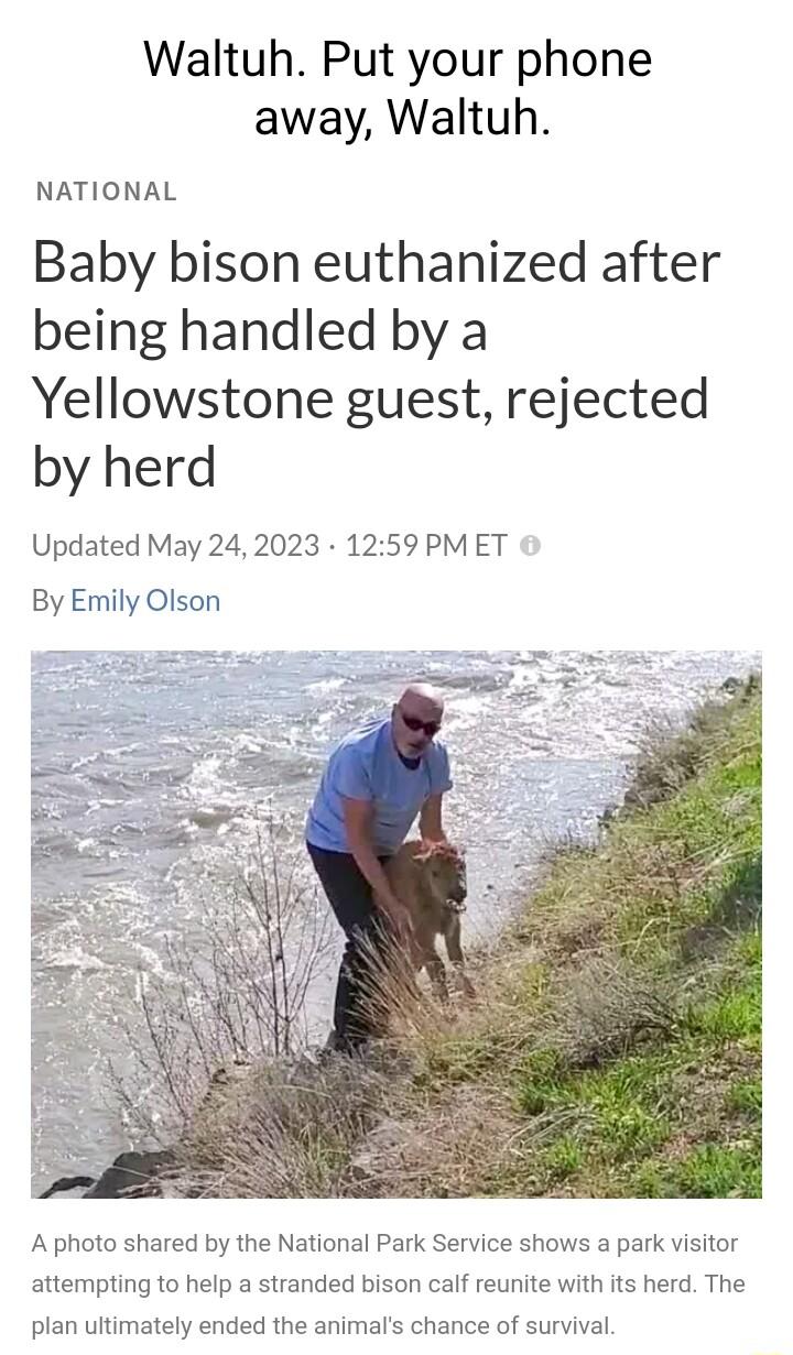Waltuh Put your phone away Waltuh NATIONAL Baby bison euthanized after being handled by a Yellowstone guest rejected by herd Updated May 242023 1259 PMET By Emily Olson A photo shared by the National Park Service shows a park visitor attempting to help a stranded bison calf reunite with its herd The plan ultimately ended the animals chance of survival