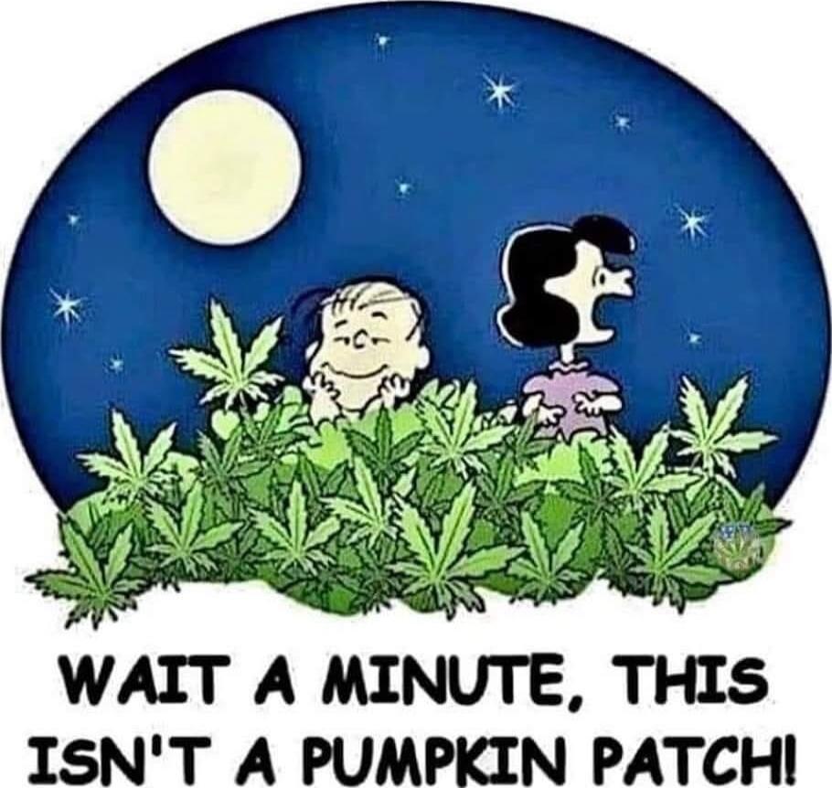 WAIT A MINUTE, THIS ISN'T A PUMPKIN PATCH!