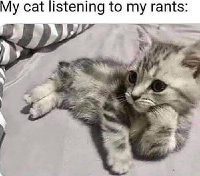 My cat listening to my rants
