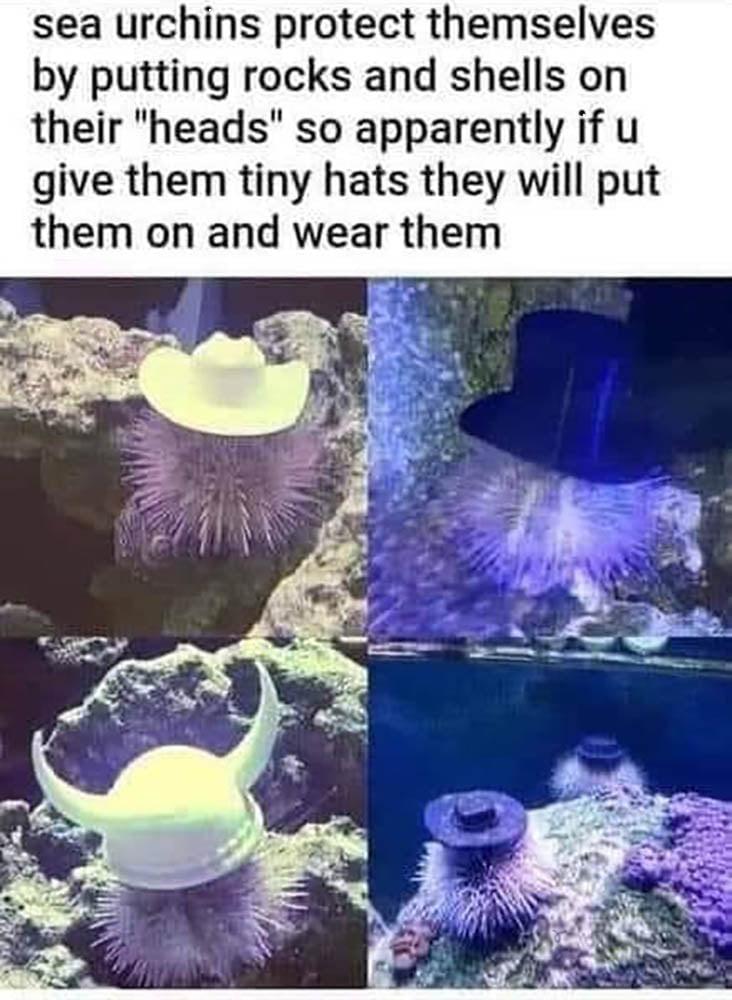 sea urchins protect themselves by putting rocks and shells on their heads so apparently if u give them tiny hats they will put them on and wear them