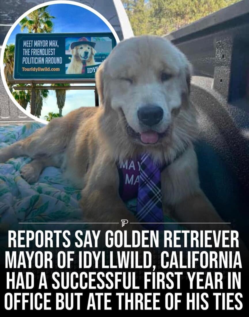 REPORTS SAY GOLDEN RETRIEVER MAYOR OF IDYLLWILD CALIFORNIA HAD A SUCCESSFUL FIRST YEAR IN OFFICE BUT ATE THREE OF HIS TIES