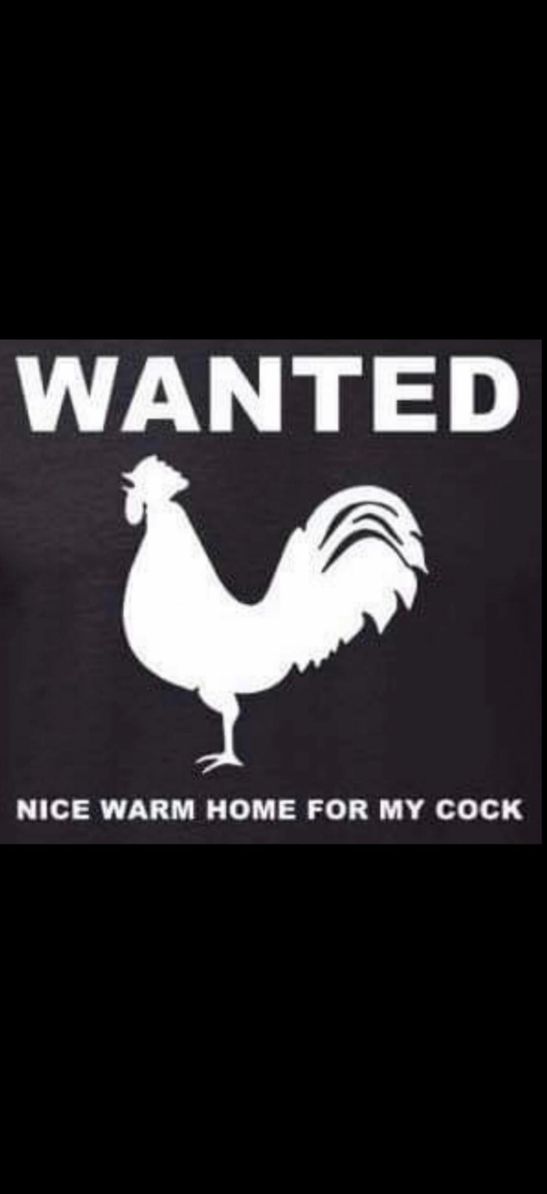 WANTED NICE WARM HOME FOR MY COCK