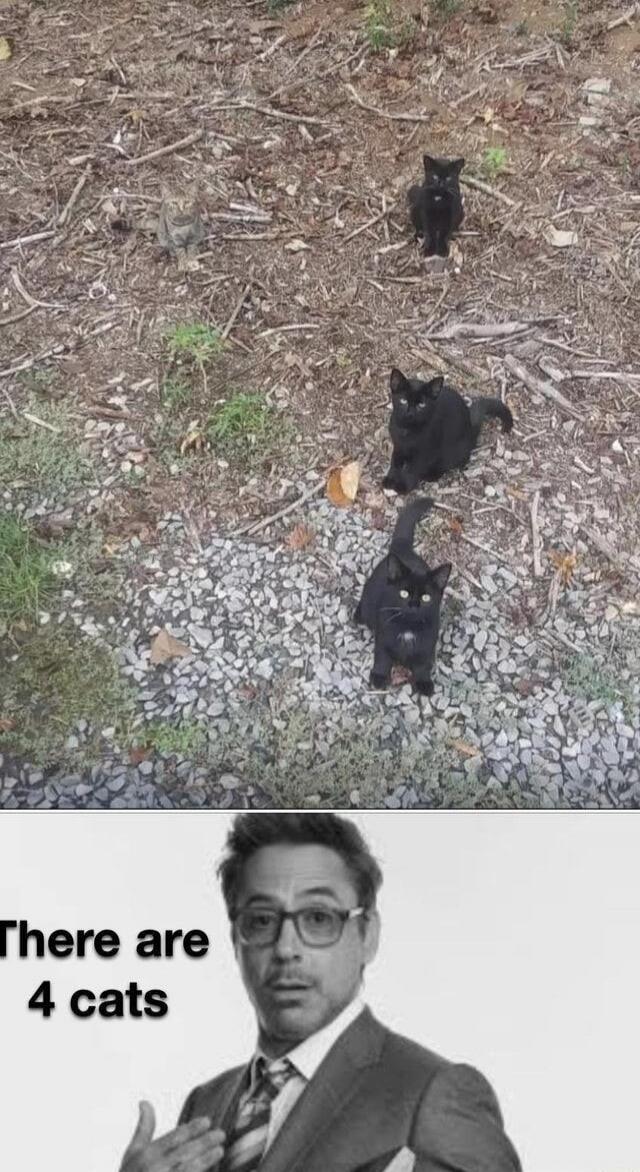 There are 4 cats