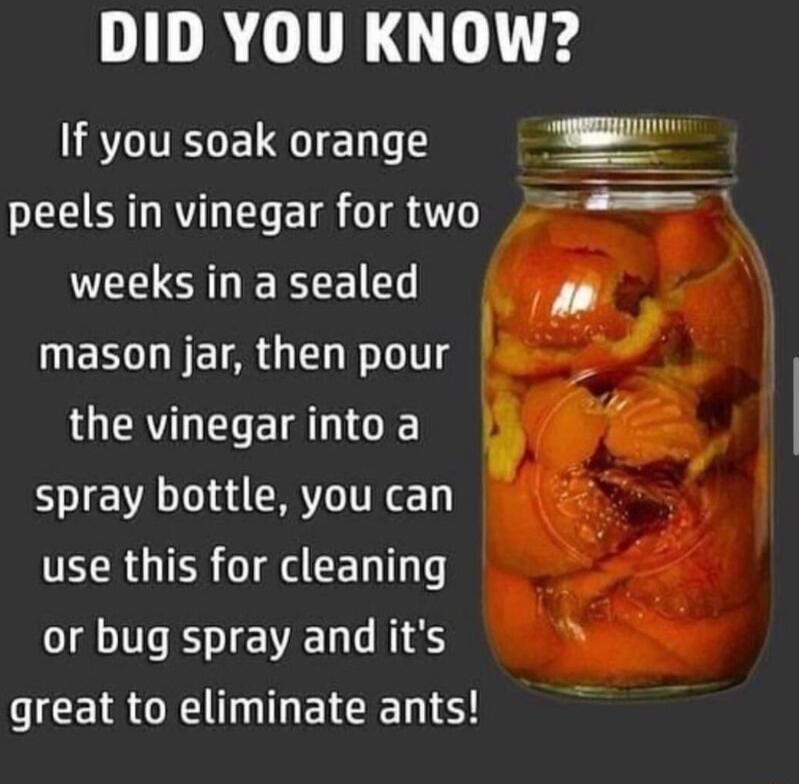 DID YOU KNOW If you soak orange peels in vinegar for two weeks in a sealed mason jar then pour the vinegar into a i SV R ITRE TR TR 0 CEL T or bug spray and its N great to eliminate ants