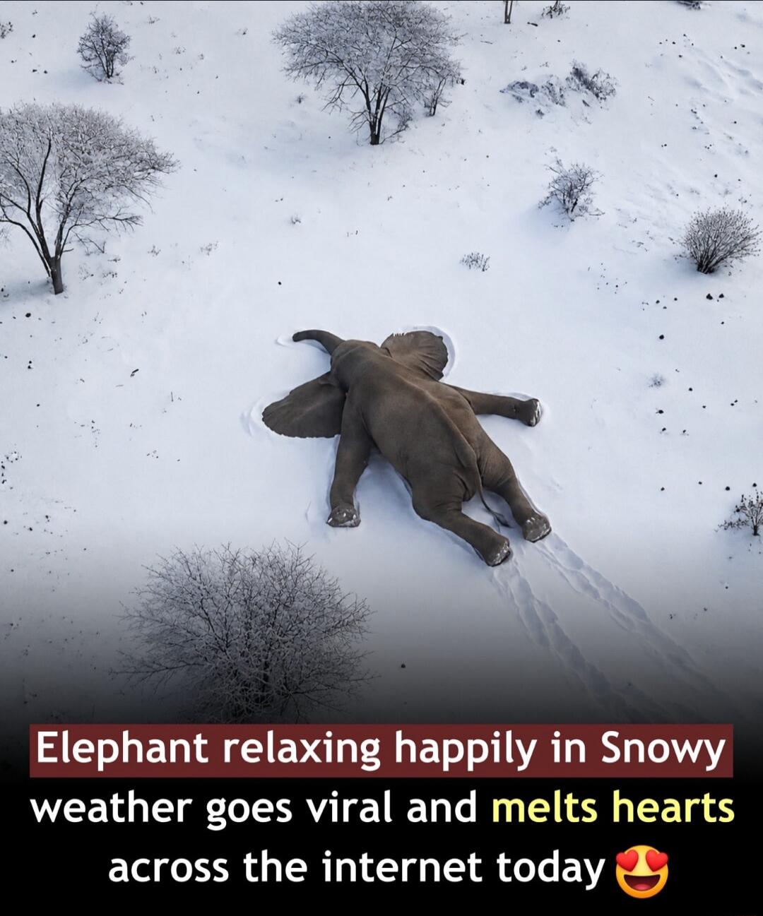 Elephant relaxing happily in Snowy weather goes viral and melts hearts across the internet today 🥰