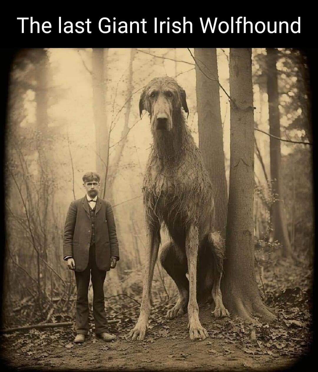 The last Giant Irish Wolfhound m e e