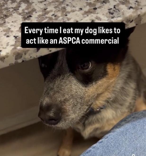 Every time I eat my dog likes to act like an ASPCA commercial