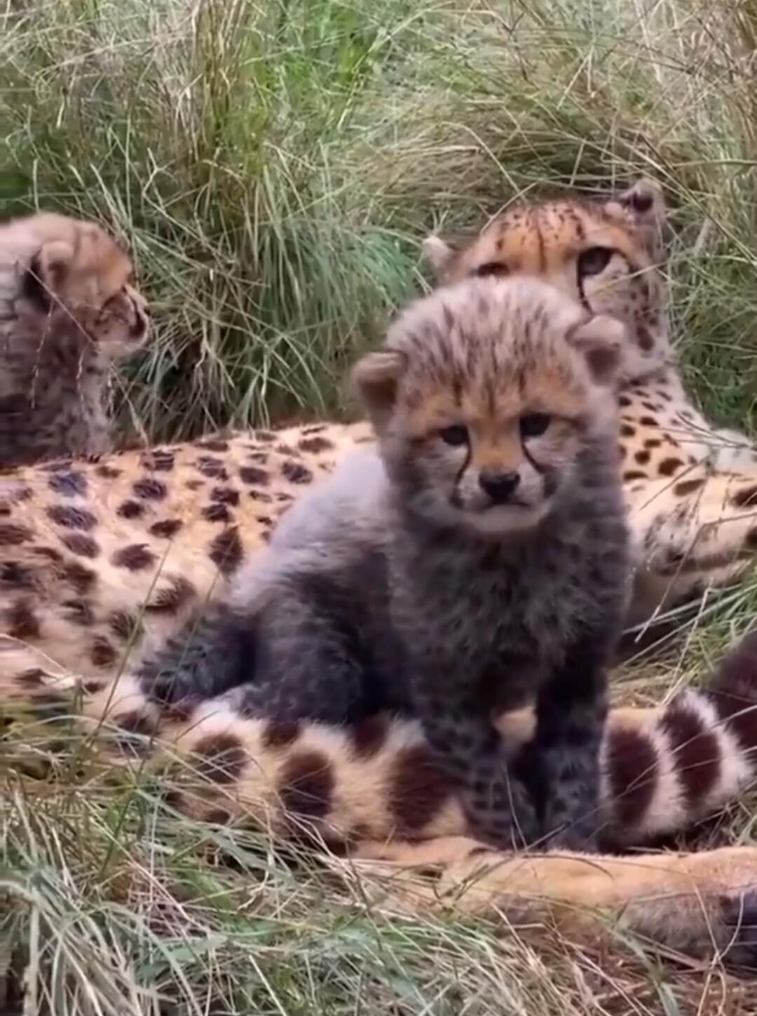A cheetah cub sitting on an adult cheetah in a grassy area.