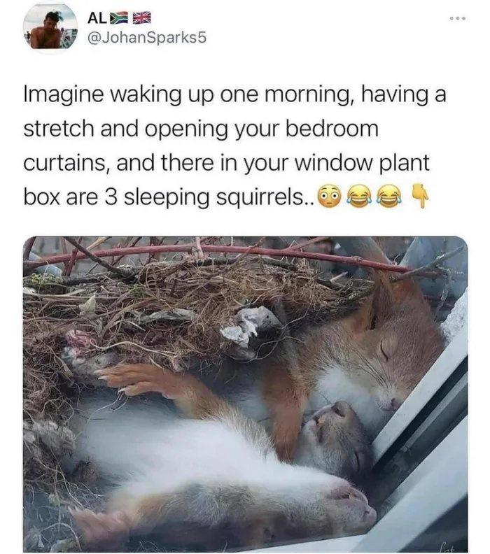 ALB 58 JohanSparks5 Imagine waking up one morning having a stretch and opening your bedroom curtains and there in your window plant box are 3 sleeping squirrels