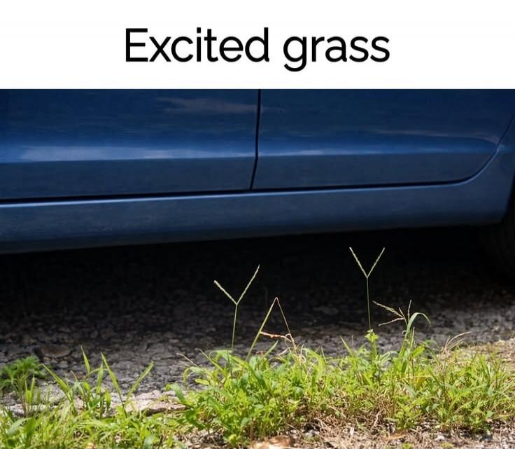 Excited grass