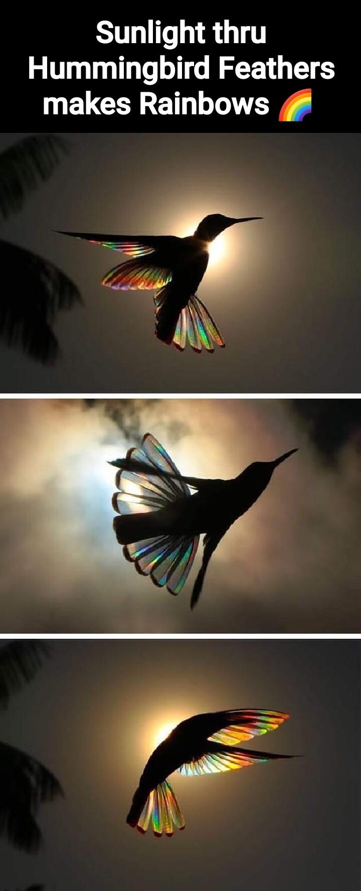 Sunlight thru Hummingbird Feathers makes Rainbows 4