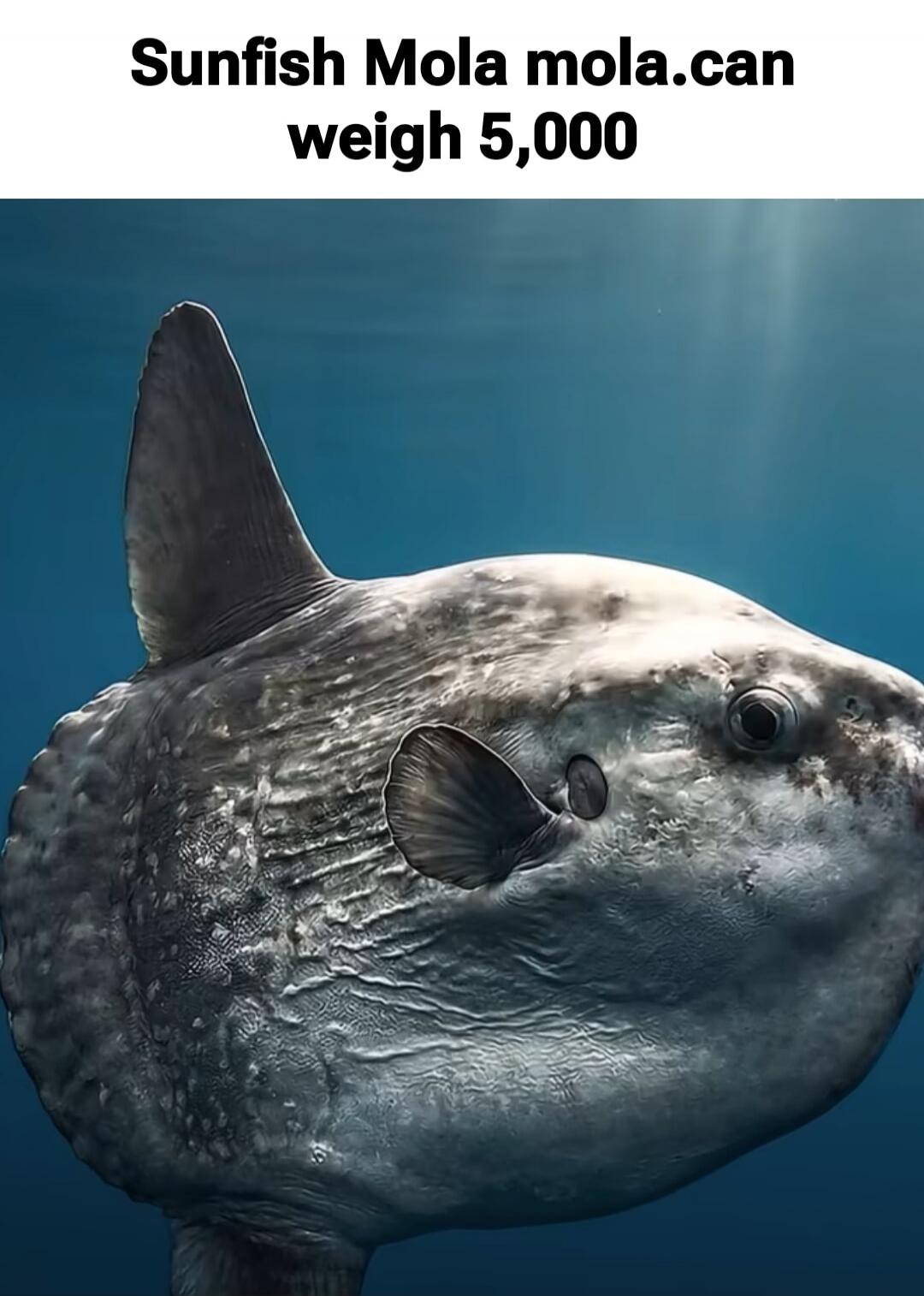 Sunfish Mola mola.can weigh 5,000