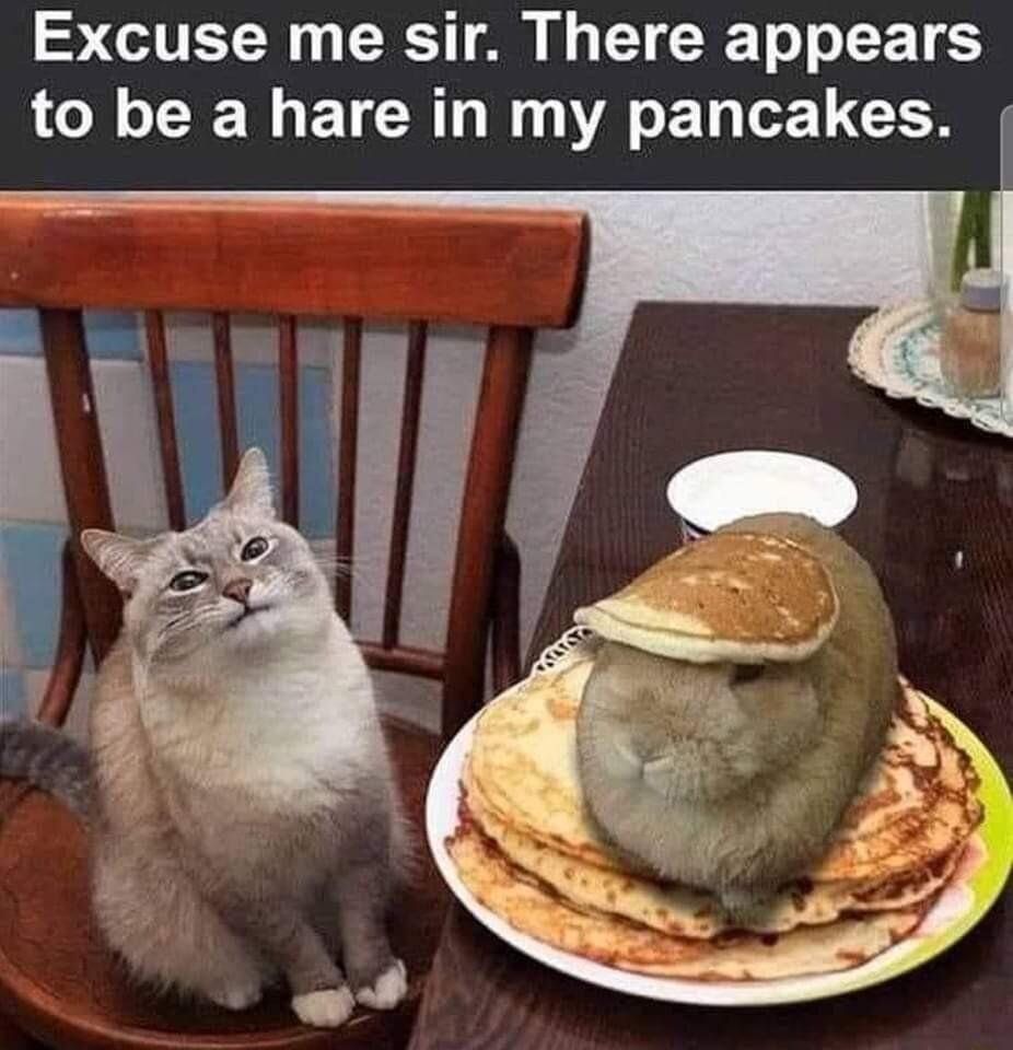 S TETW0 T RCT A B TR To T o T to be a hare in my pancakes