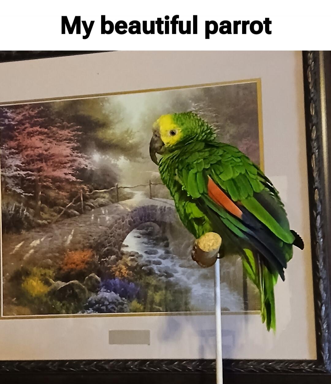 My beautiful parrot