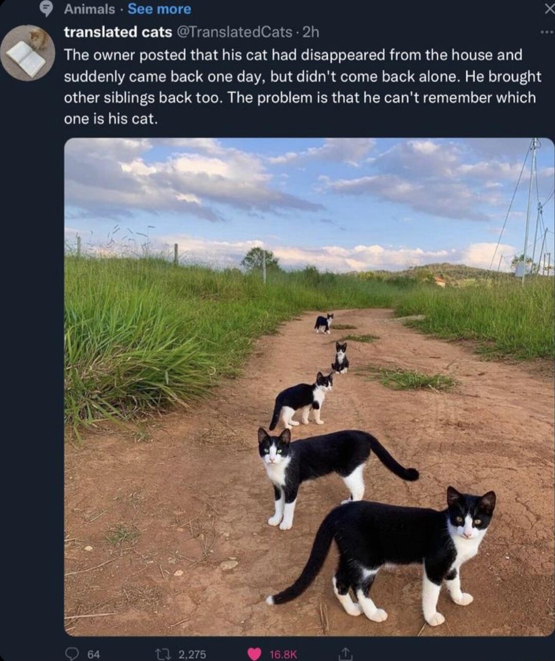 Animals See more translated cats 7 s 2 The owner posted that his cat had disappeared from the house and suddenly came back one day but didnt come back alone He brought other siblings back too The problem is that he cant remember which one s his cat