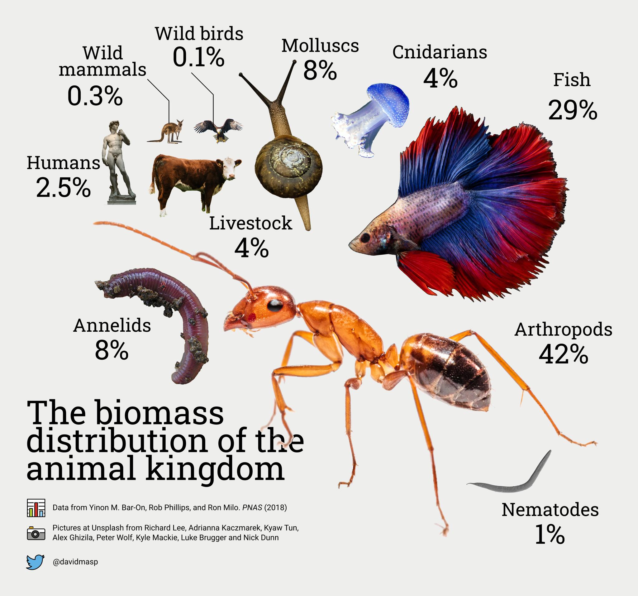 wid 01 Humans 25 Annelids Arthropods 42 The biomass distribution of th animal kingdom Nematodes 1
