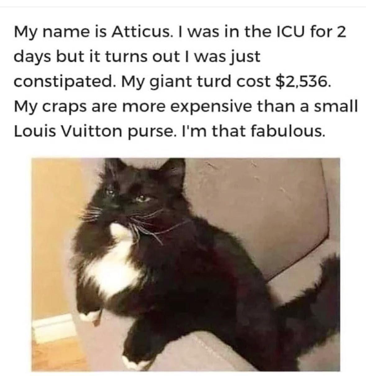 My name is Atticus was in the ICU for 2 days but it turns out was just constipated My giant turd cost 2536 My craps are more expensive than a small Louis Vuitton purse Im that fabulous