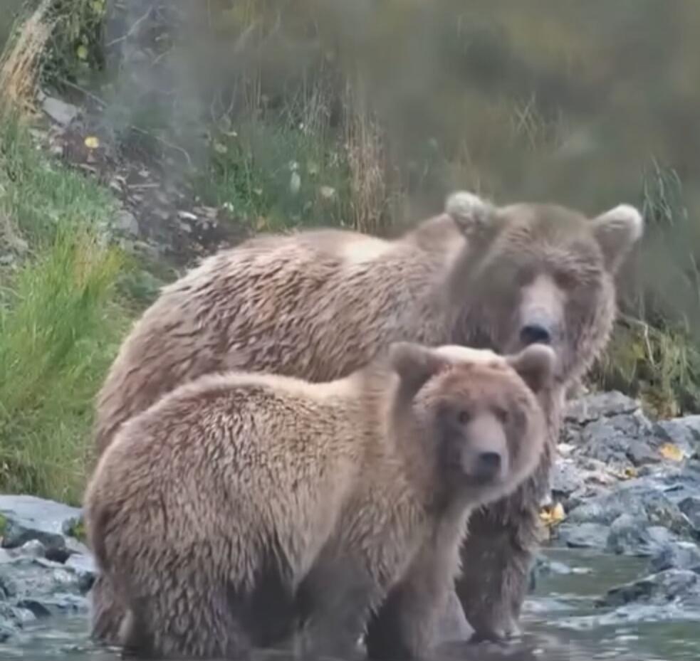 Two brown bears standing near a rocky riverbank, with one bear appearing to nuzzle the other.