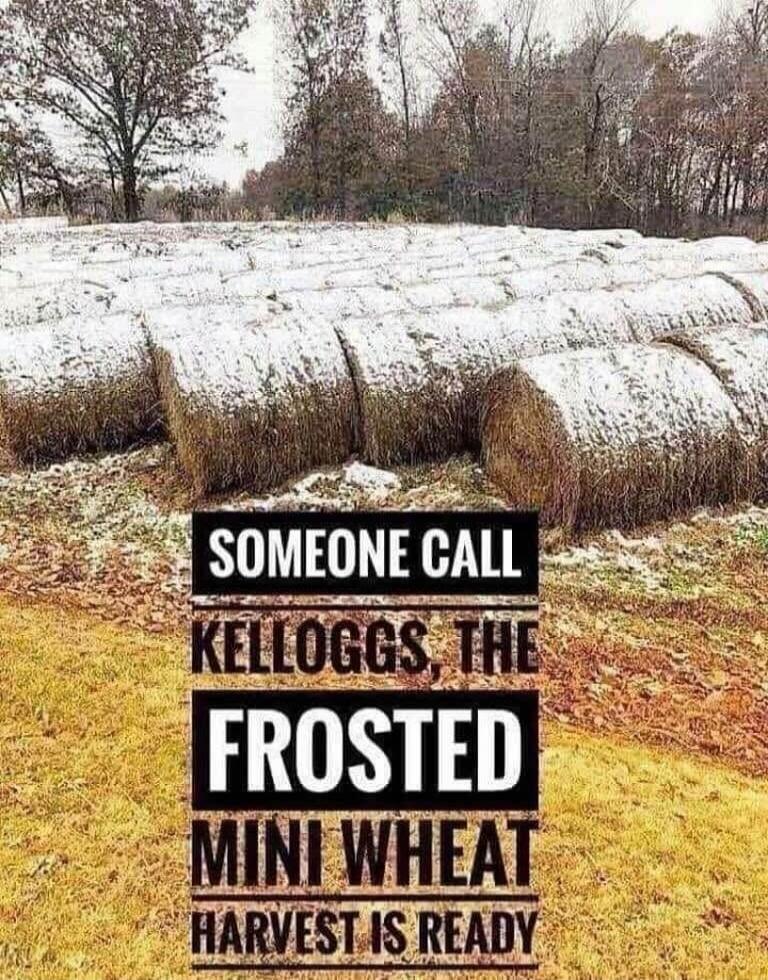 SOMEONE CALL KELLOGGS, THE FROSTED MINI WHEAT HARVEST IS READY